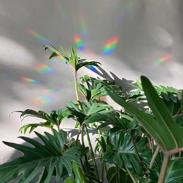 Rainbow Maker Sticker | Stay Wild Mini 8 Pack