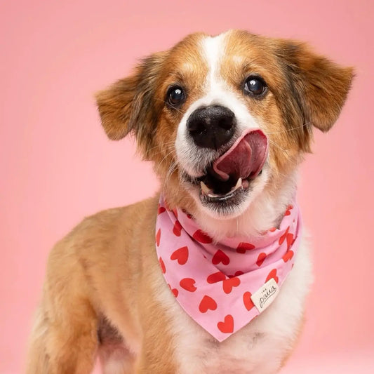 The Paws Dog Bandana | Lovesong