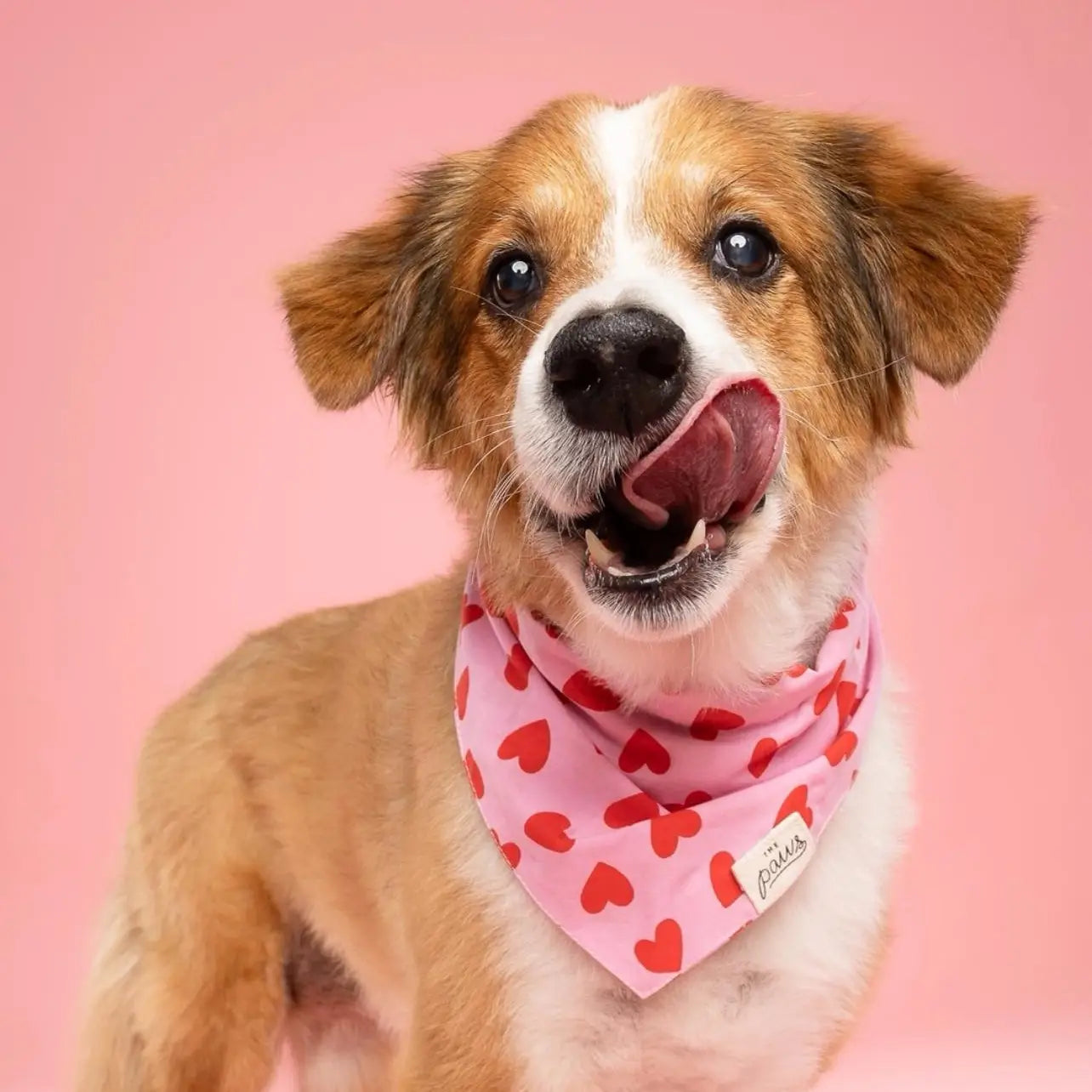The Paws Dog Bandana | Lovesong