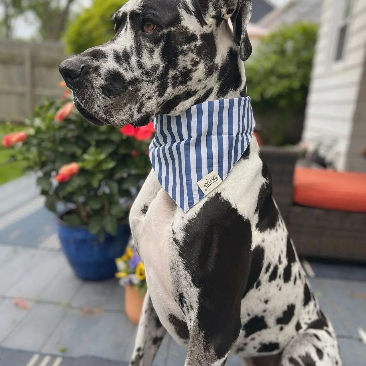 The Paws Dog Bandana | Harbor