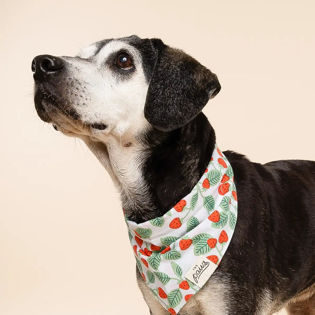 The Paws Dog Bandana | Henley