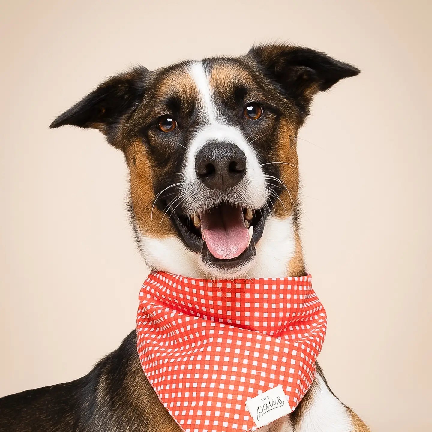 The Paws Dog Bandana | Red Gingham