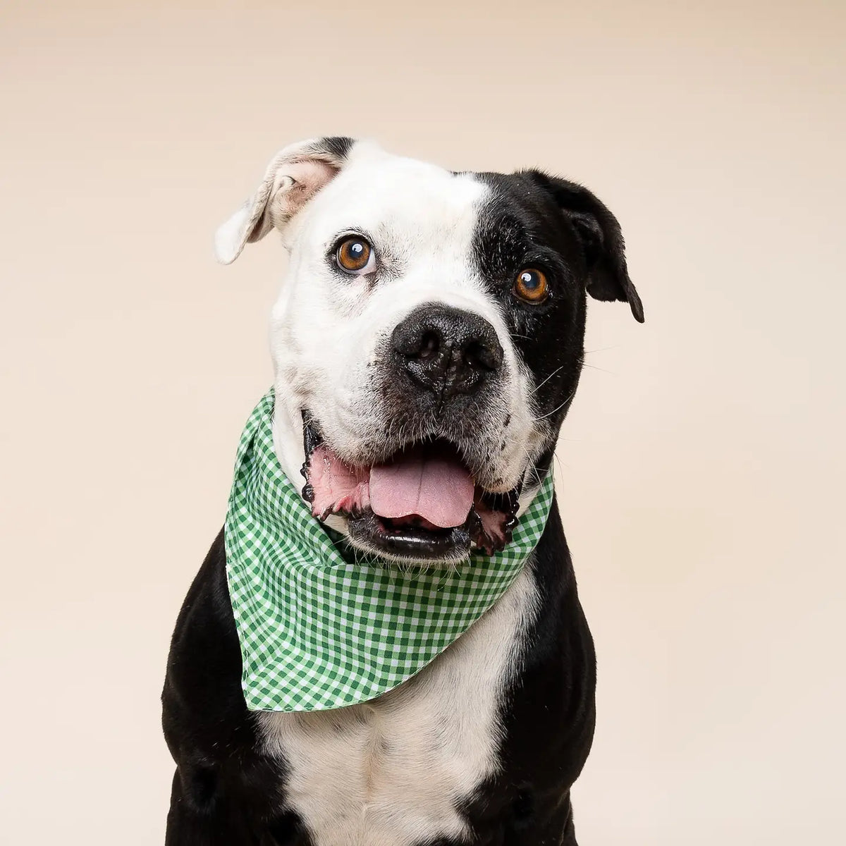 The Paws Dog Bandana | Green Gingham
