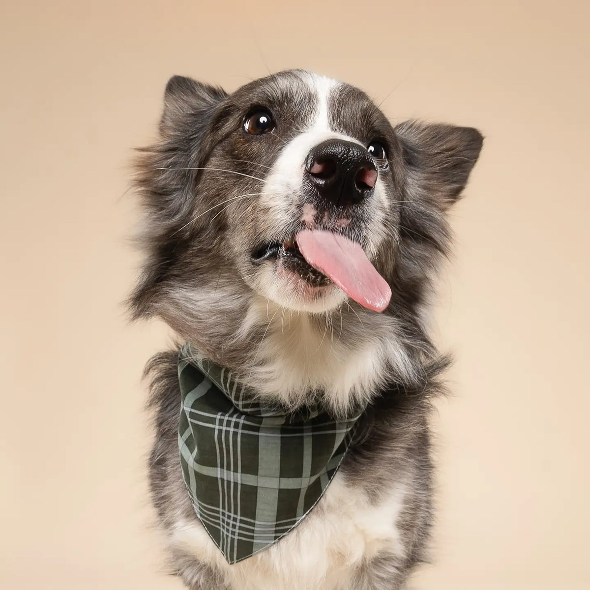 The Paws Dog Bandana | Pine Winter