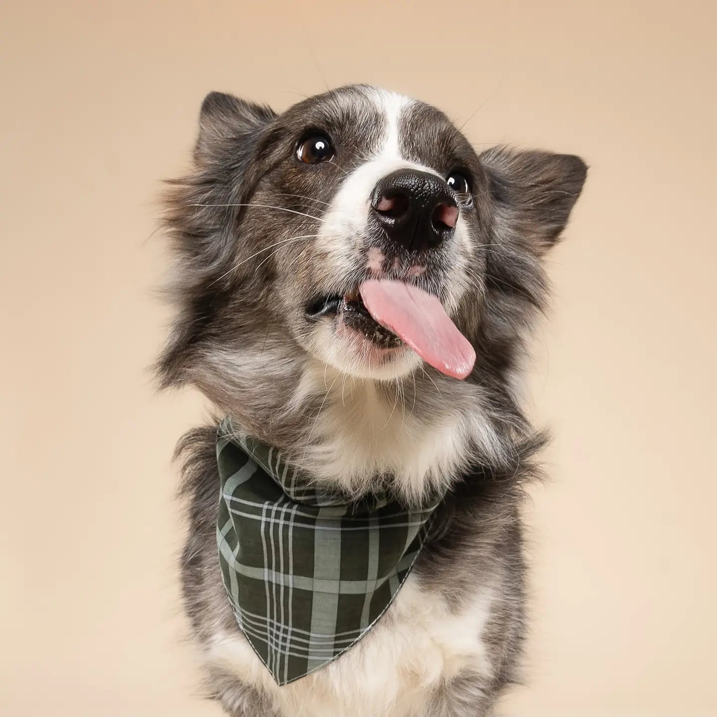 The Paws Dog Bandana | Pine Winter