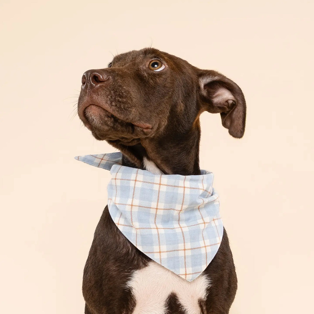 The Paws Dog Bandana | Harlowe